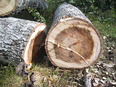 Abattage d'arbres dans les Ardennes